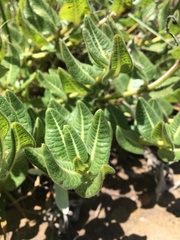 Asclepiadinae