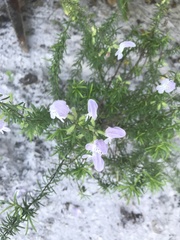 Conradina grandiflora