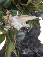 Asclepiadinae