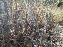 Helichrysum stoechas