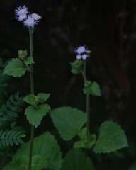 Ageratum houstonianum