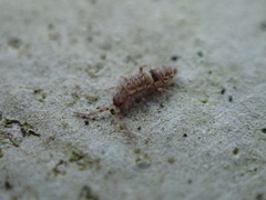 Entomobryidae