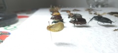 Poekilloptera phalaenoides