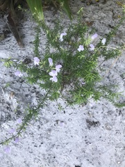 Conradina grandiflora