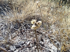 Helichrysum stoechas