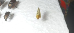 Poekilloptera phalaenoides