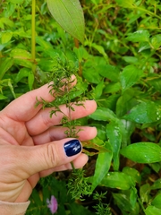 Ichnanthus pallens