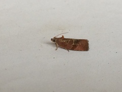 Evora hemidesma