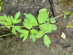 Ranunculus hispidus caricetorum