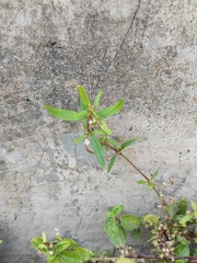 Oldenlandia corymbosa