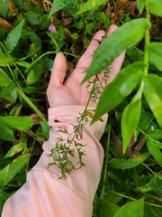 Ichnanthus pallens