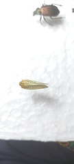 Poekilloptera phalaenoides