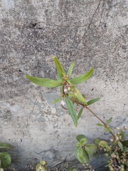 Oldenlandia corymbosa