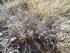 Helichrysum stoechas