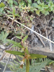 Oldenlandia corymbosa