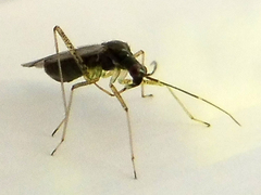 Dicyphus errans