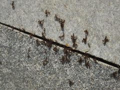 Tetramorium tsushimae