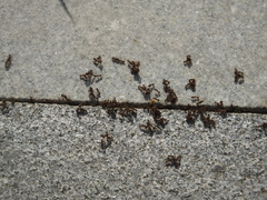 Tetramorium tsushimae