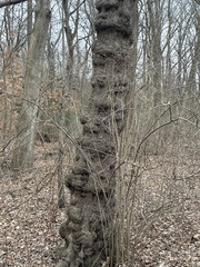 Agrobacterium radiobacter