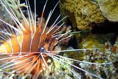 Pterois cincta