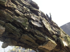 Cacopsylla chinensis