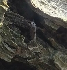 Cacopsylla chinensis