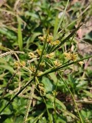 Cyperus surinamensis