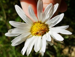 Leucanthemum vulgare
