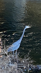 Ardea herodias