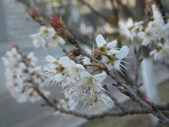 Prunus pseudocerasus