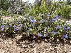 Penstemon caespitosus