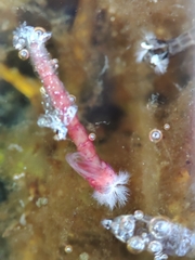 Chironomoidea