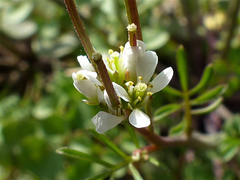 Cardamine hirsuta