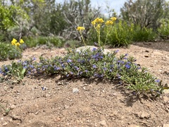 Penstemon caespitosus