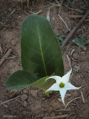 Jaborosa integrifolia
