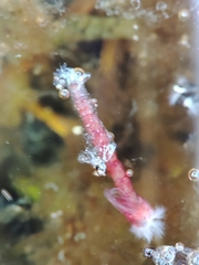 Chironomoidea