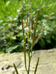 Cardamine hirsuta