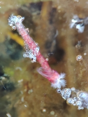 Chironomoidea