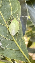Chlorocoris