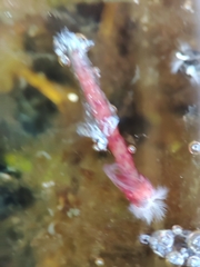 Chironomoidea