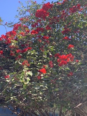 Bougainvillea