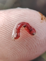 Chironomoidea