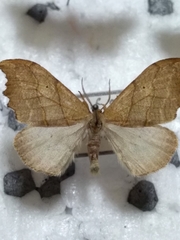 Falcaria lacertinaria