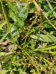Cyperus surinamensis