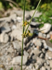 Cyperus surinamensis