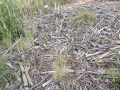 Brachypodium phoenicoides