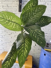 Dieffenbachia seguine