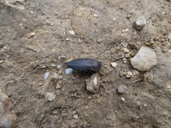 Capnodis tenebricosa