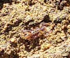 Superstitionia donensis