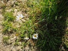 Leucanthemum vulgare